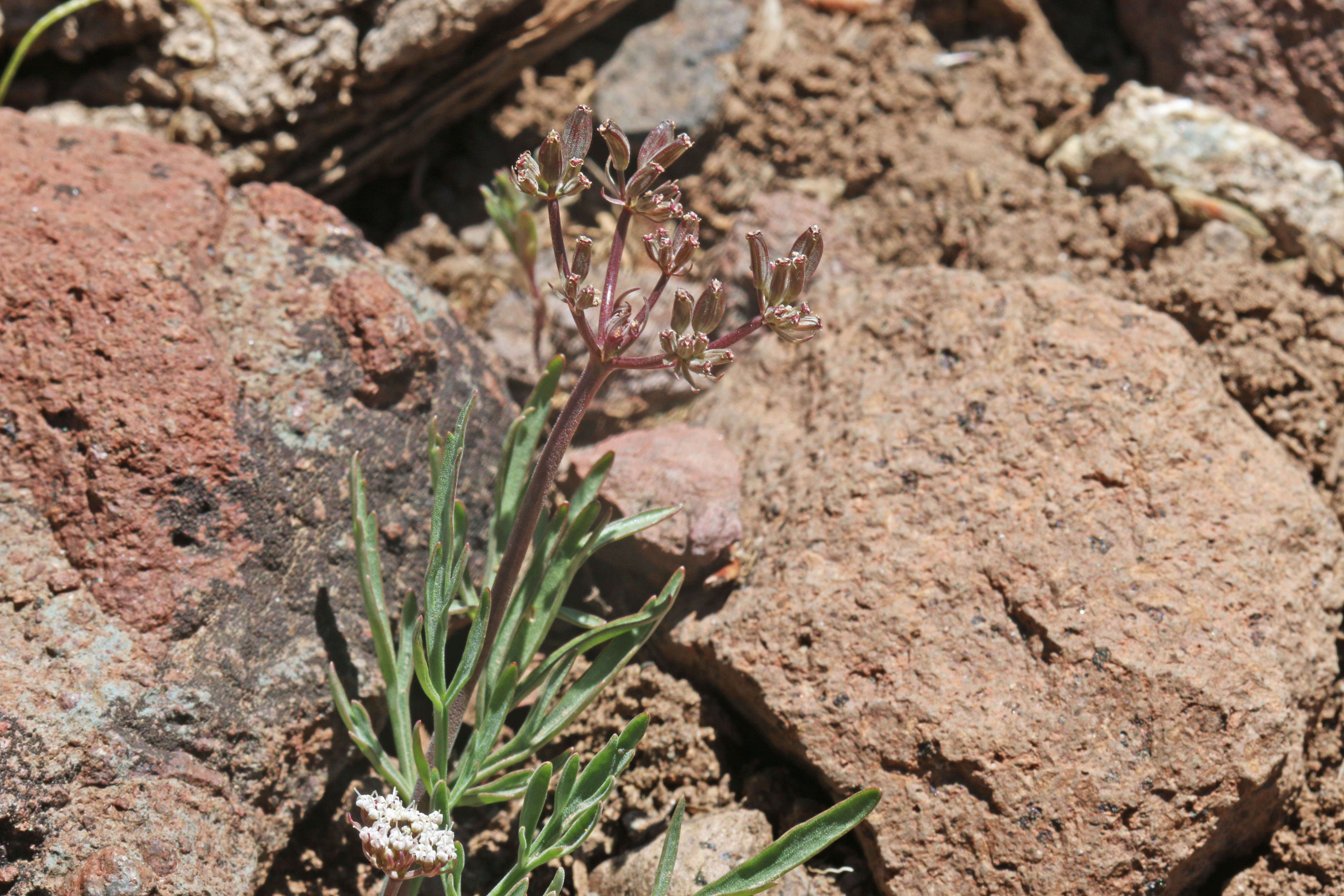 Imagem de Lomatium nevadense (S. Wats.) Coult. & Rose