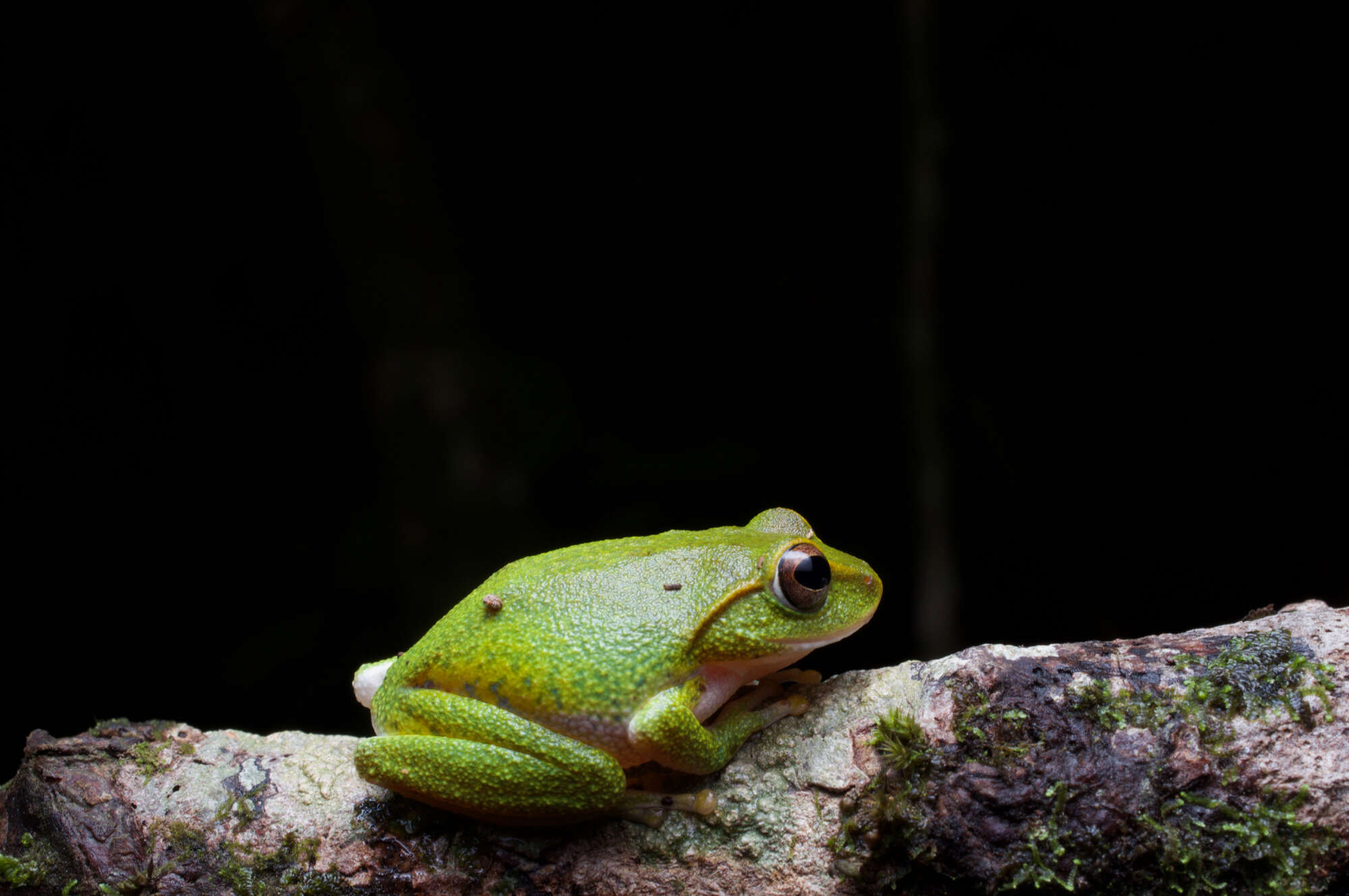 Image of Pseudophilautus stuarti (Meegaskumbura & Manamendra-Arachchi 2005)