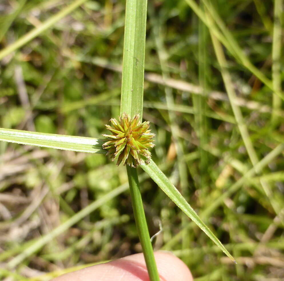 صورة Cyperus erectus var. erectus