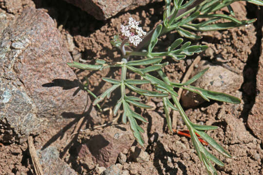 Image of Nevada biscuitroot