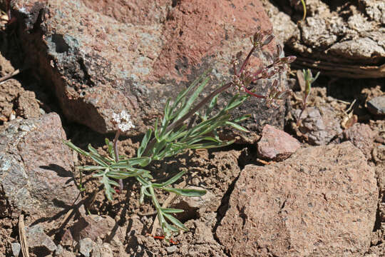 Image of Nevada biscuitroot