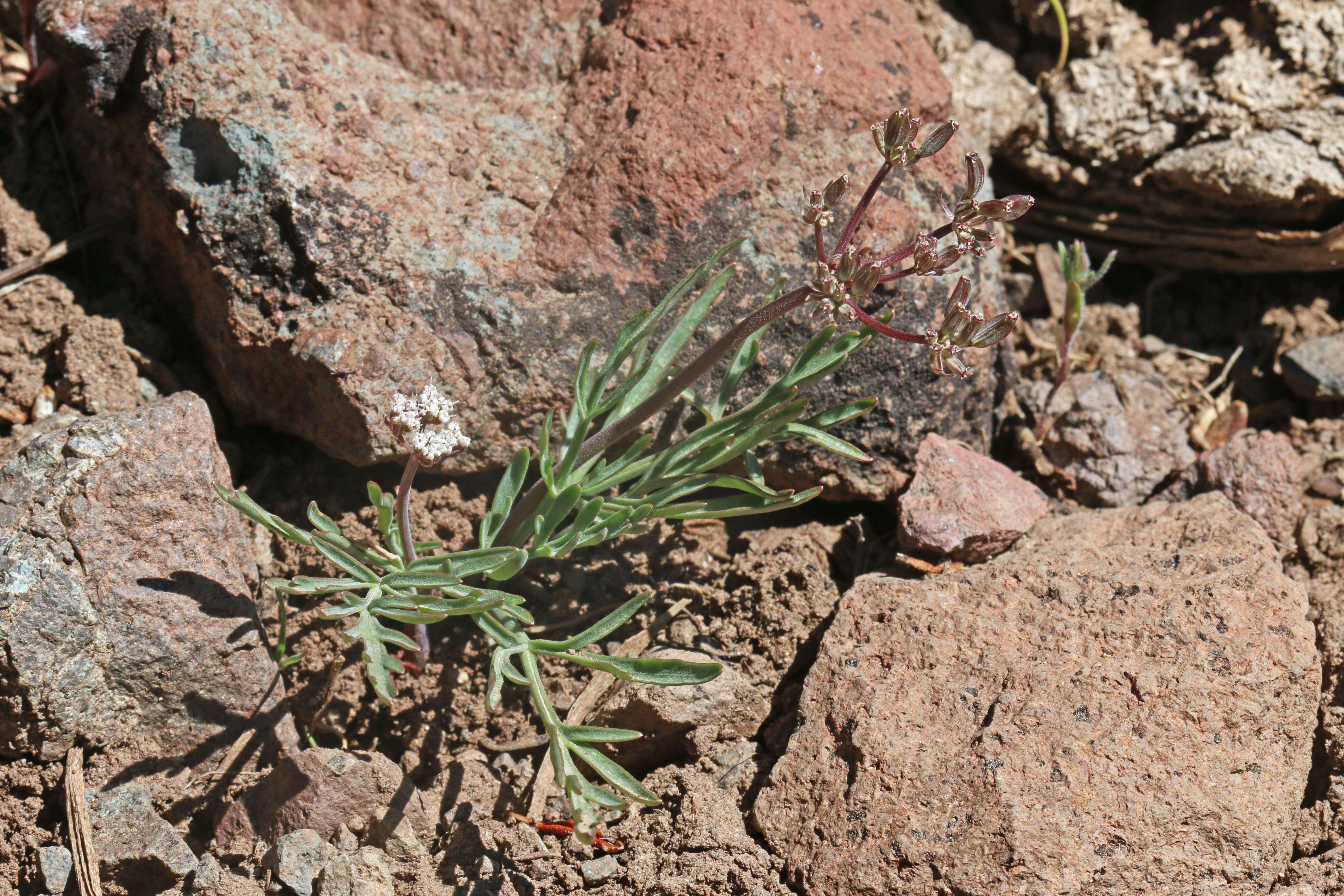 Imagem de Lomatium nevadense (S. Wats.) Coult. & Rose