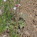 Image of Lithophragma tenellum