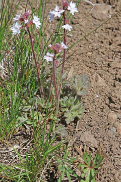 Image of Lithophragma tenellum