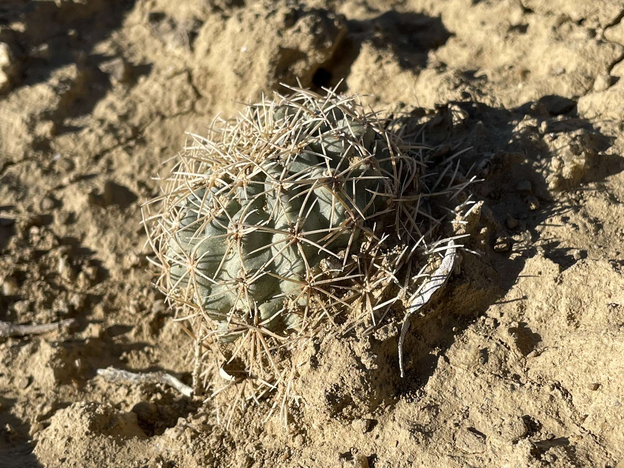 Image of Mesa Verde Cactus