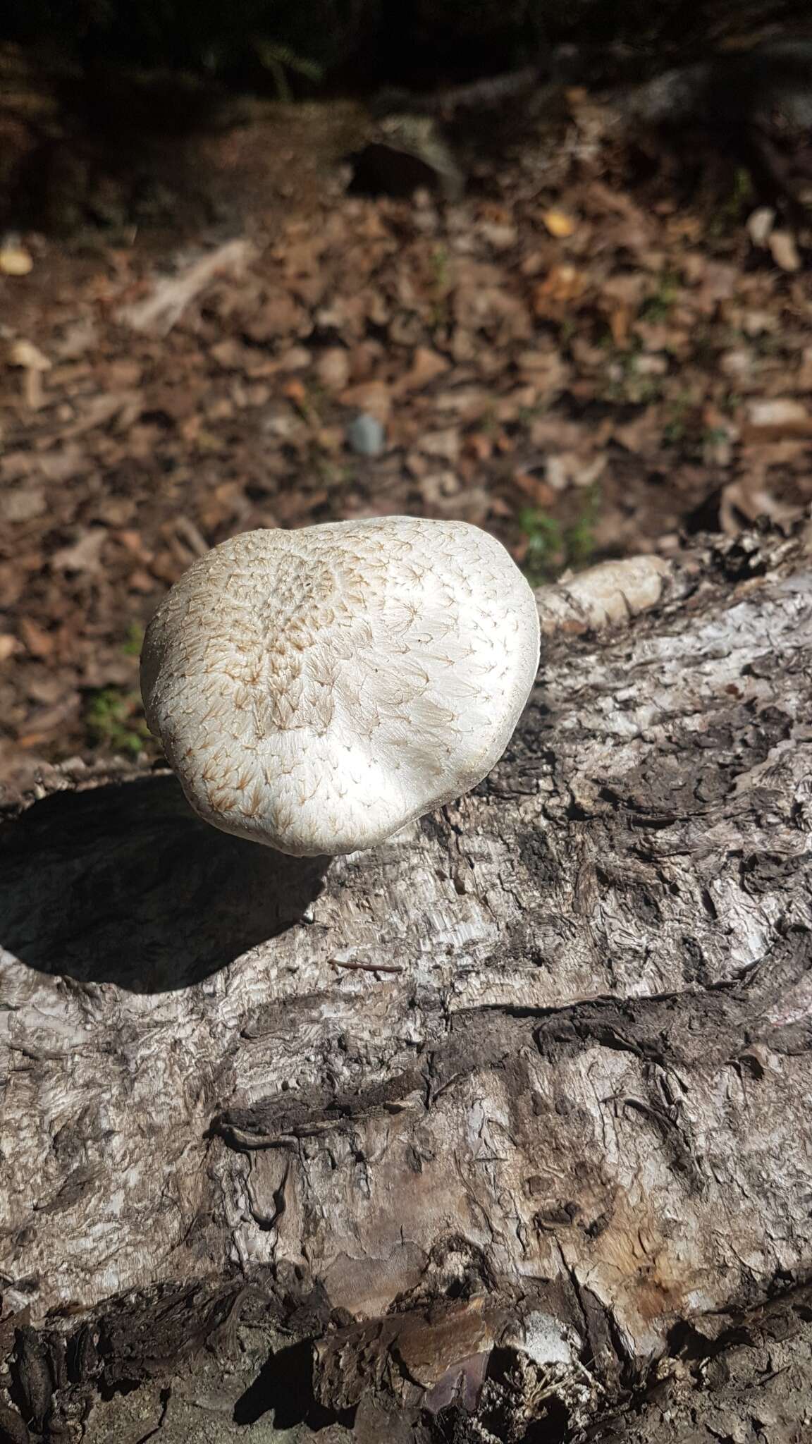 Image of Pluteus leucoborealis Justo, E. F. Malysheva, Bulyonk. & Minnis 2014