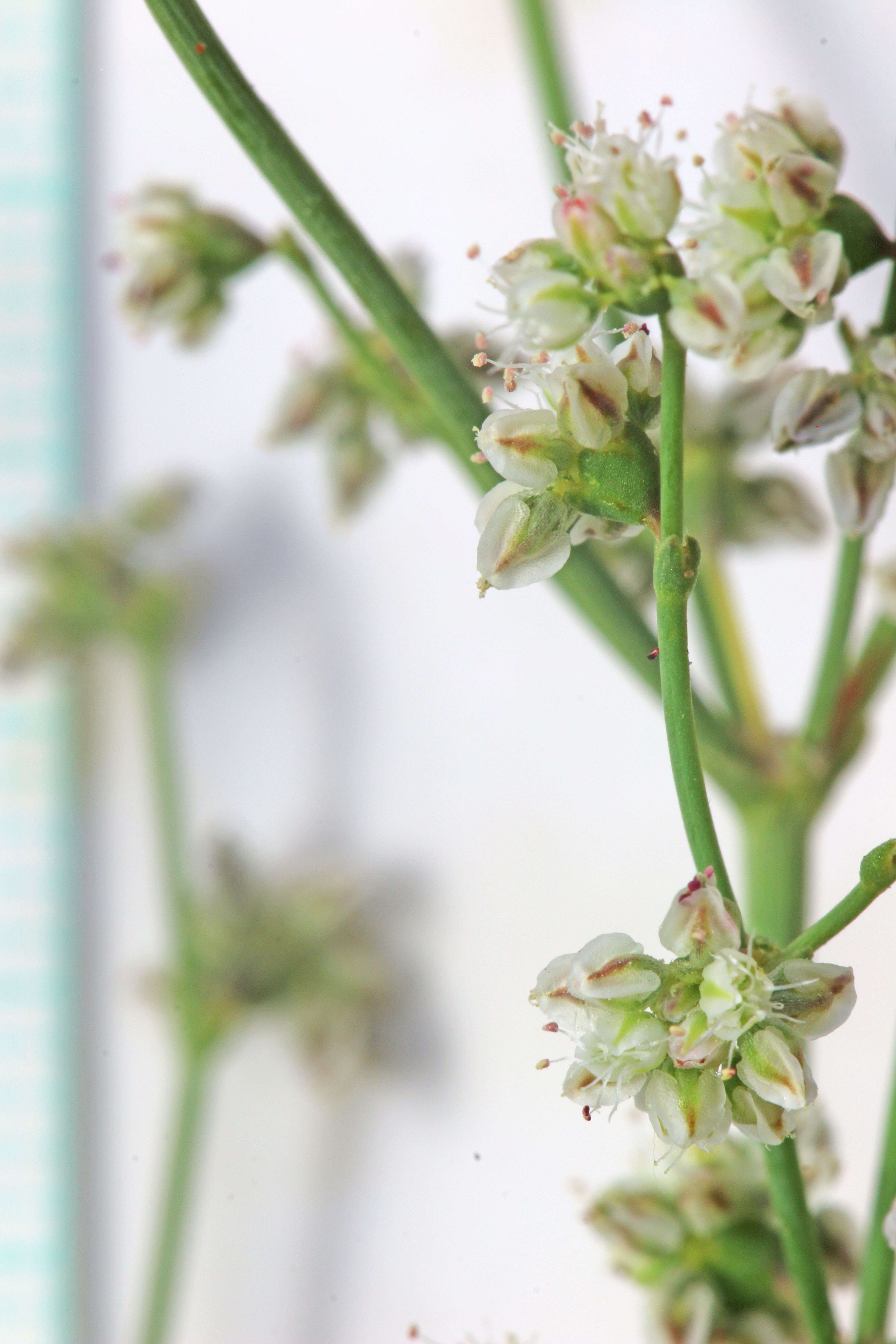 Image de Eriogonum deflexum Torr.