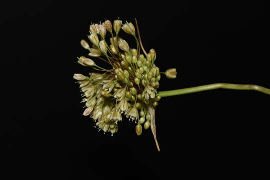 Image of Allium paniculatum subsp. longispathum (Redouté) K. Richt.