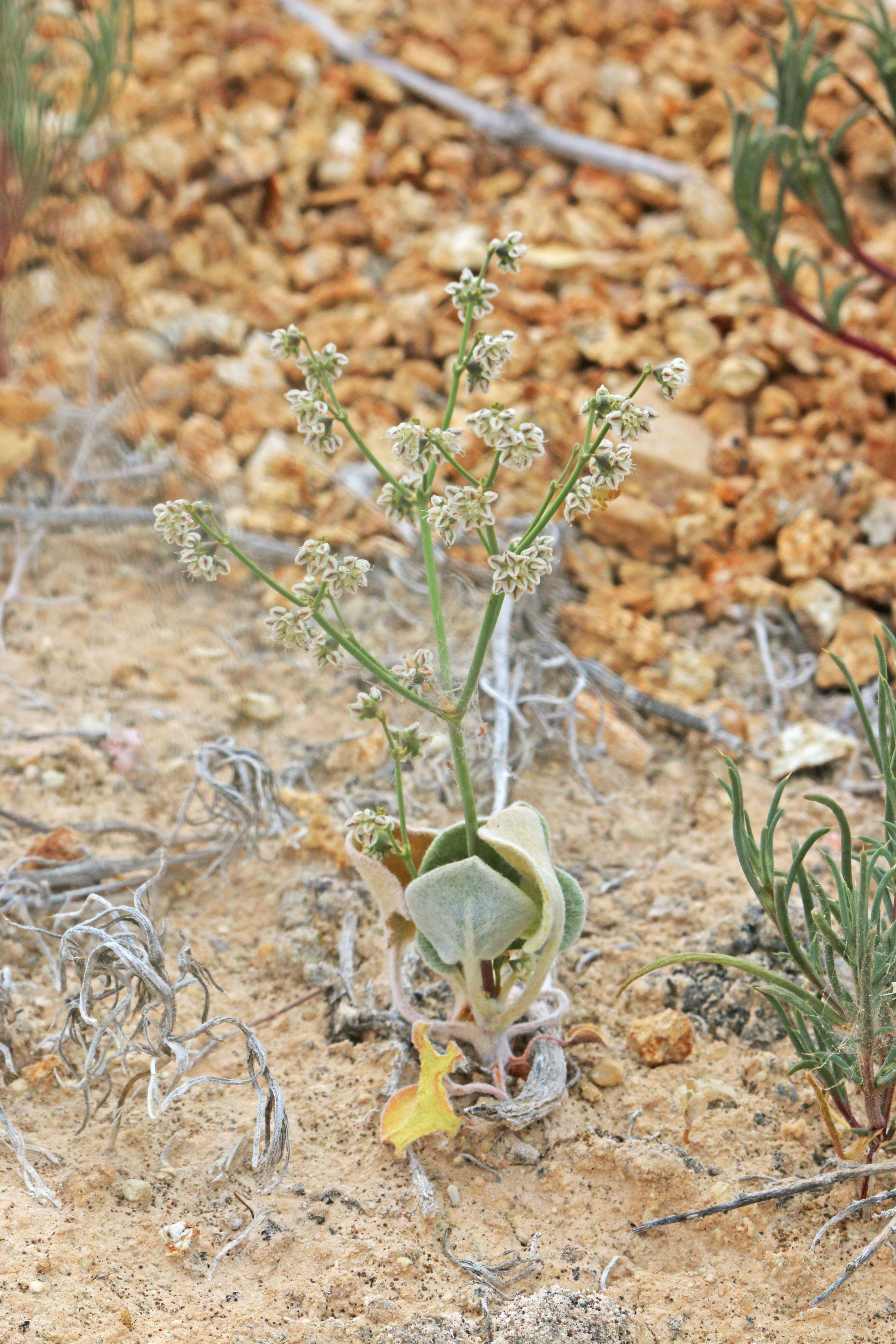 Image de Eriogonum deflexum Torr.