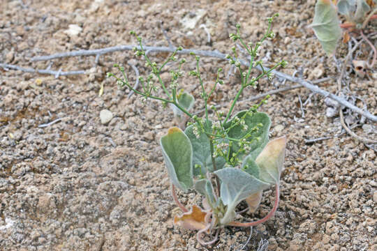 Image de Eriogonum deflexum Torr.