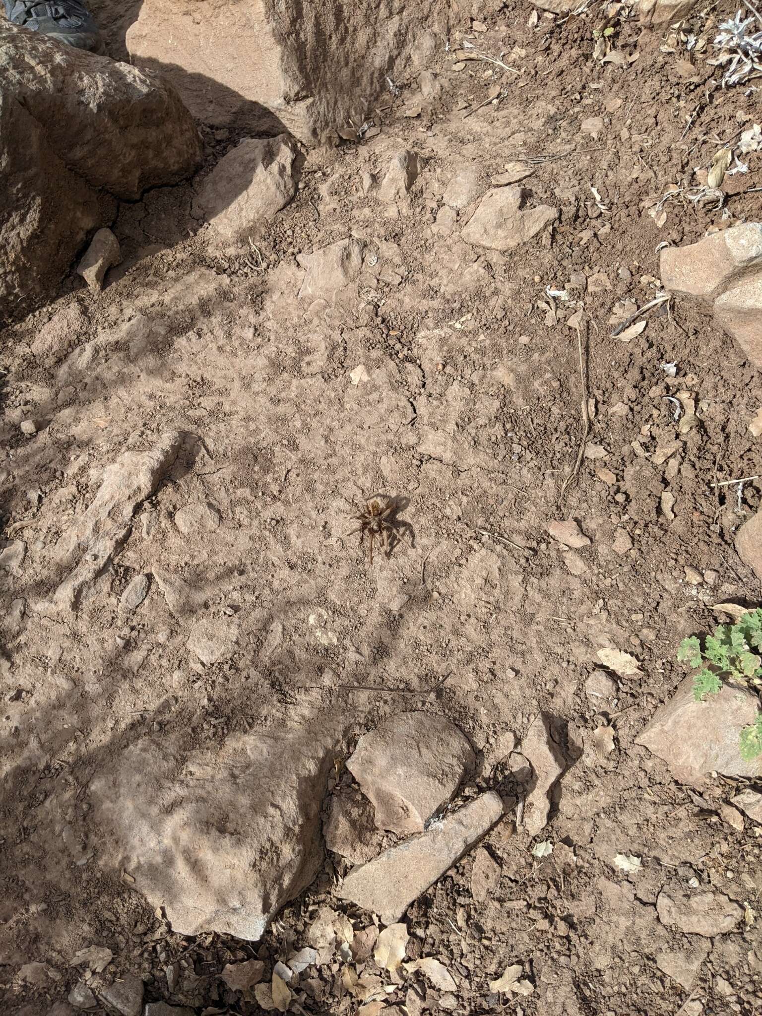 Image of Aphonopelma mareki Hamilton, Hendrixson & Bond 2016