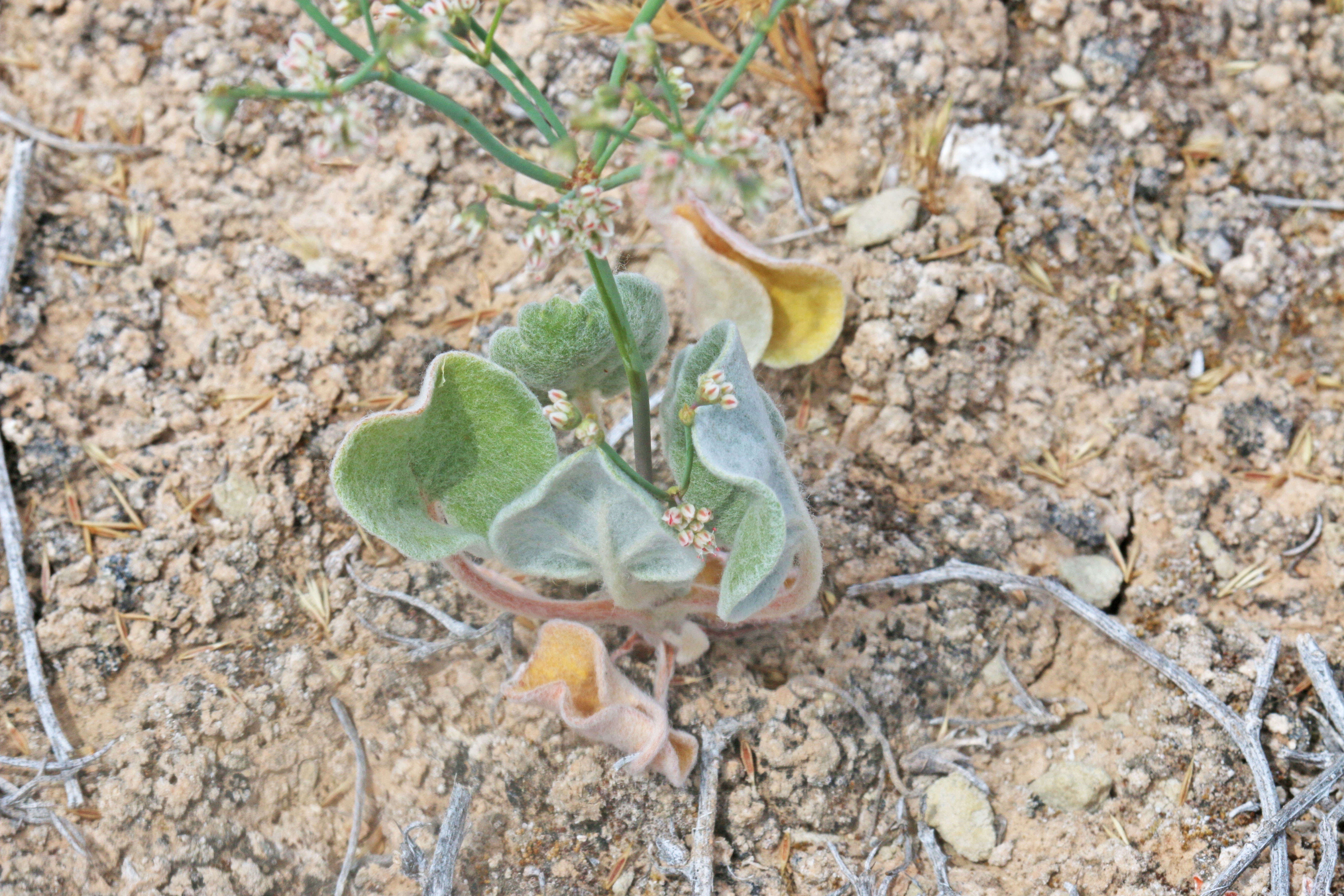 Image de Eriogonum deflexum Torr.