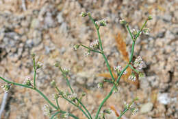 Image de Eriogonum deflexum Torr.