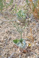 Image de Eriogonum deflexum Torr.