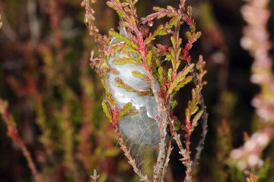 Слика од Cheiracanthium punctorium (Villers 1789)