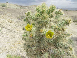 Image of Wiggins' cholla