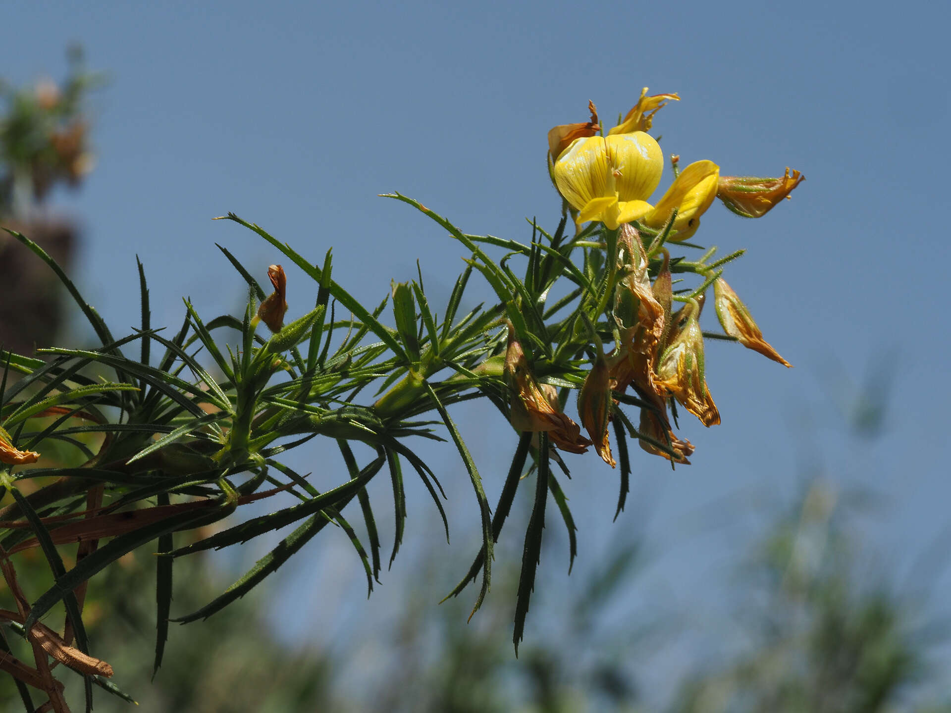 Image of <i>Ononis <i>angustissima</i></i> subsp. angustissima