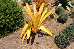 Image of Bromeliad