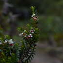 Image of Myrteola phylicoides (Benth.) L. R. Landrum