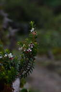 Image of Myrteola phylicoides (Benth.) L. R. Landrum