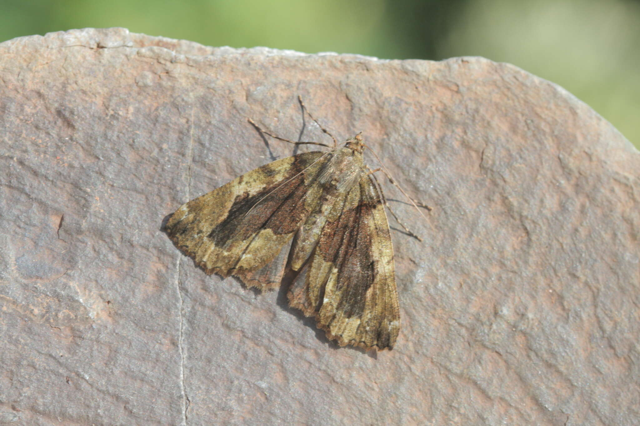 Sivun Ischnopteris bifinita Walker 1862 kuva