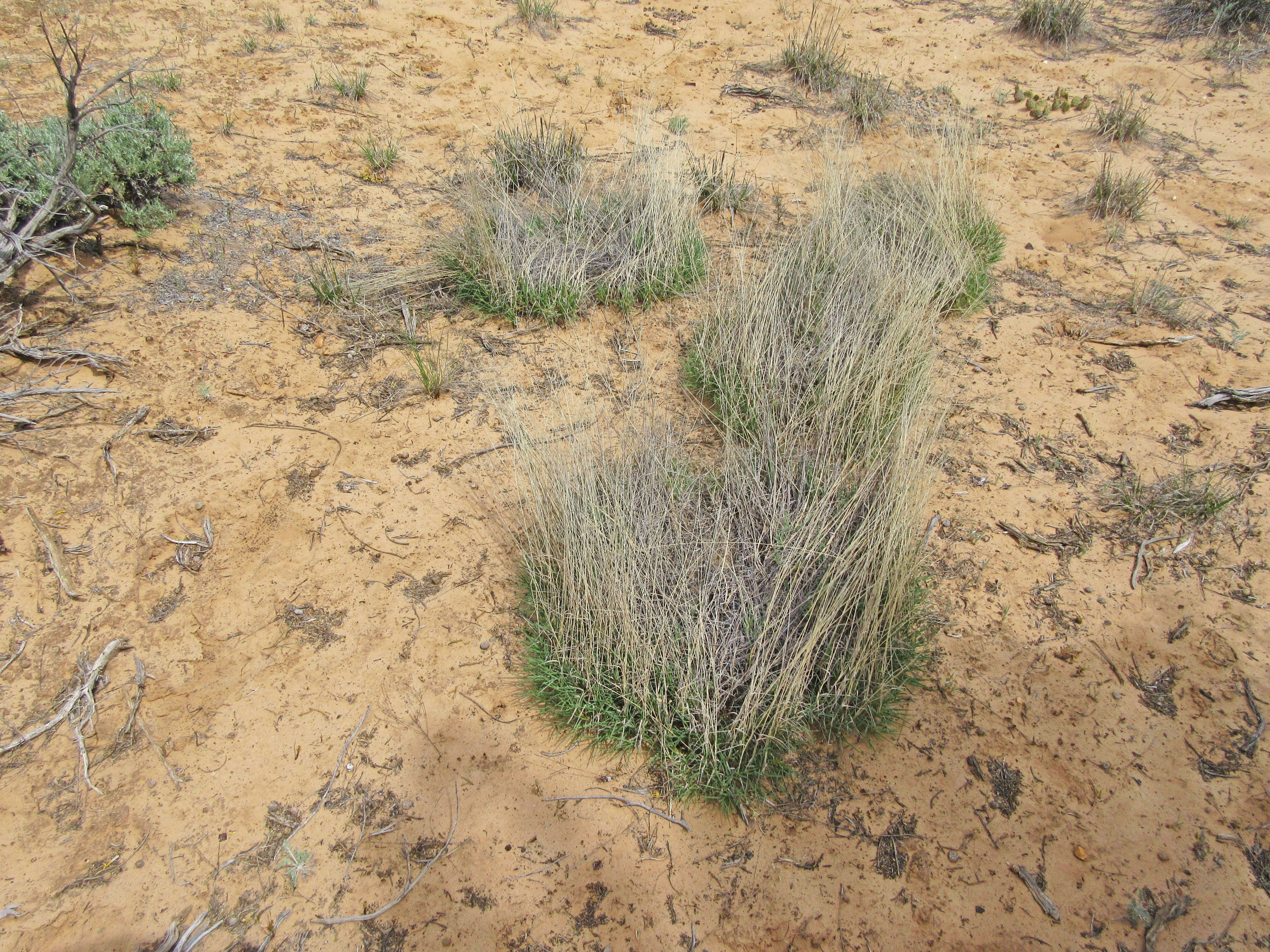 Image of mesa dropseed