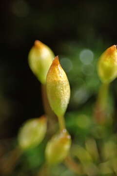 Слика од Pogonatum aloides Palisot de Beauvois 1805