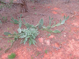 Image of Panhandle Prickly-pear