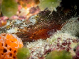 圓櫛銼蛤的圖片