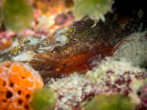 Image of Electric Flame Scallop