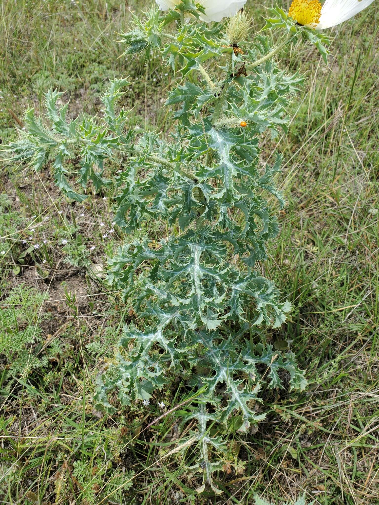 Image of Texas pricklypoppy