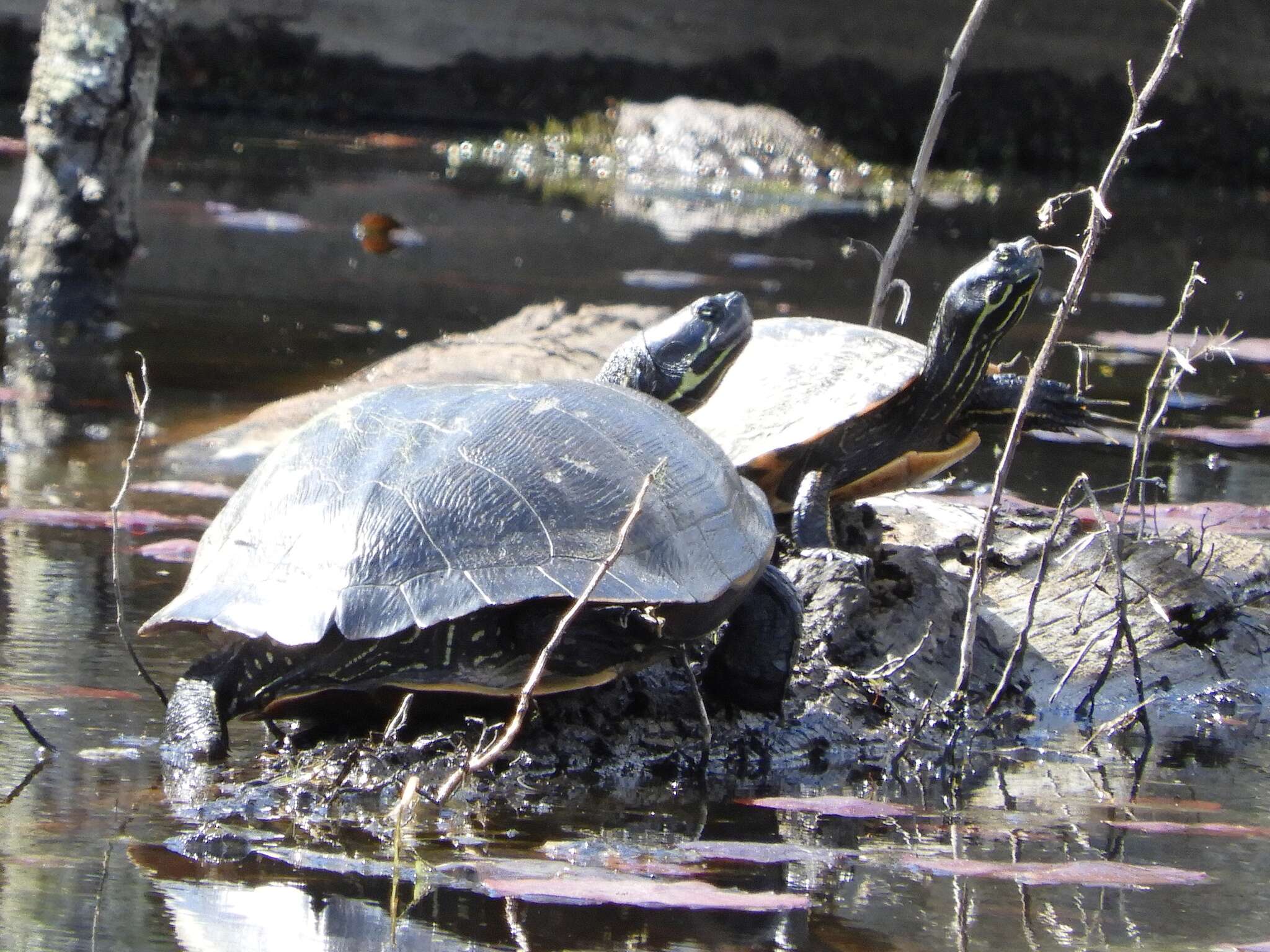 Image of Florida Cooter