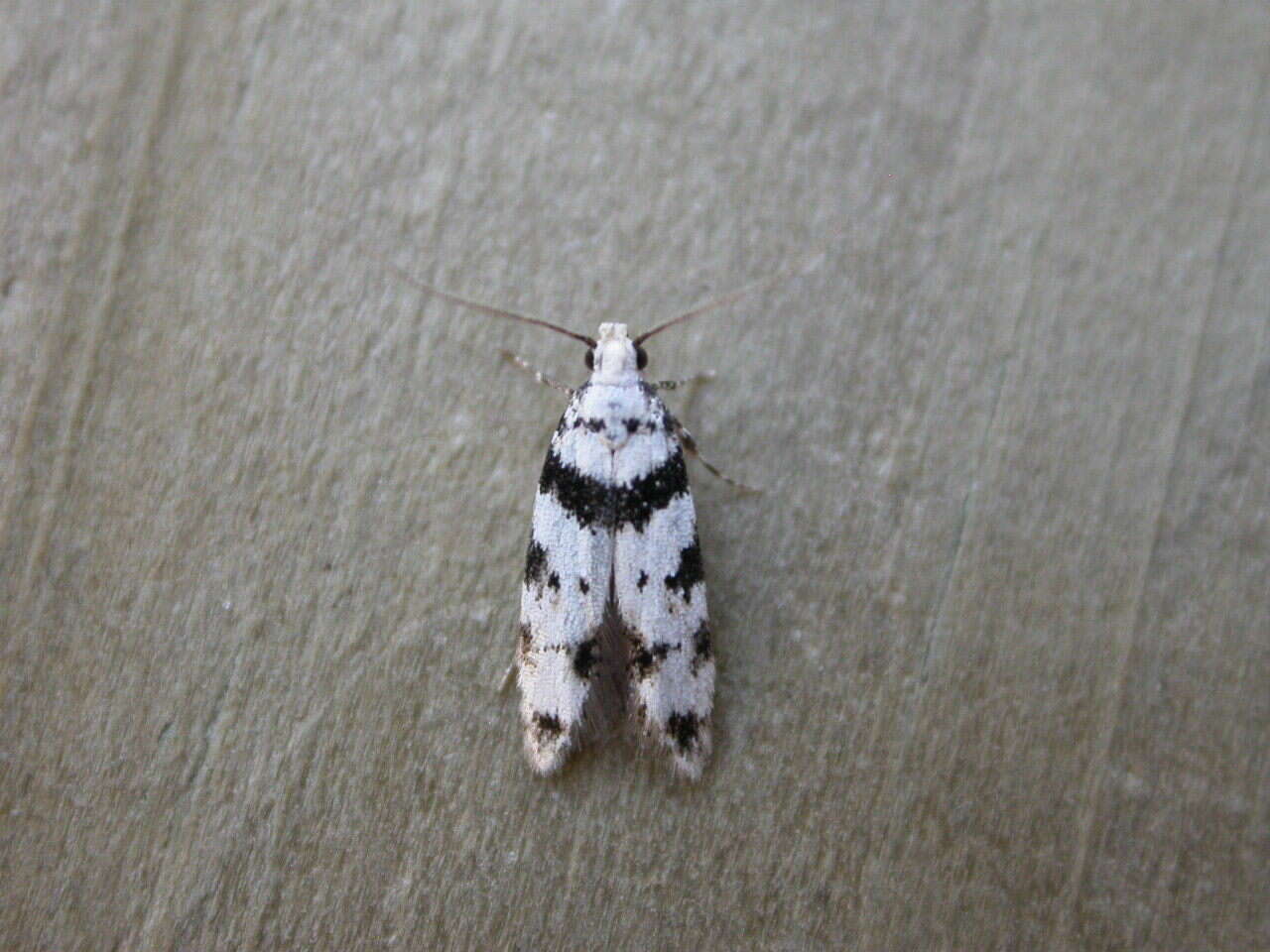 Pseudotelphusa scalella Scopoli 1763的圖片