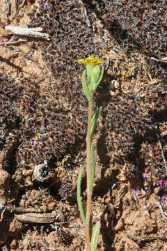 Image of whitestem blazingstar