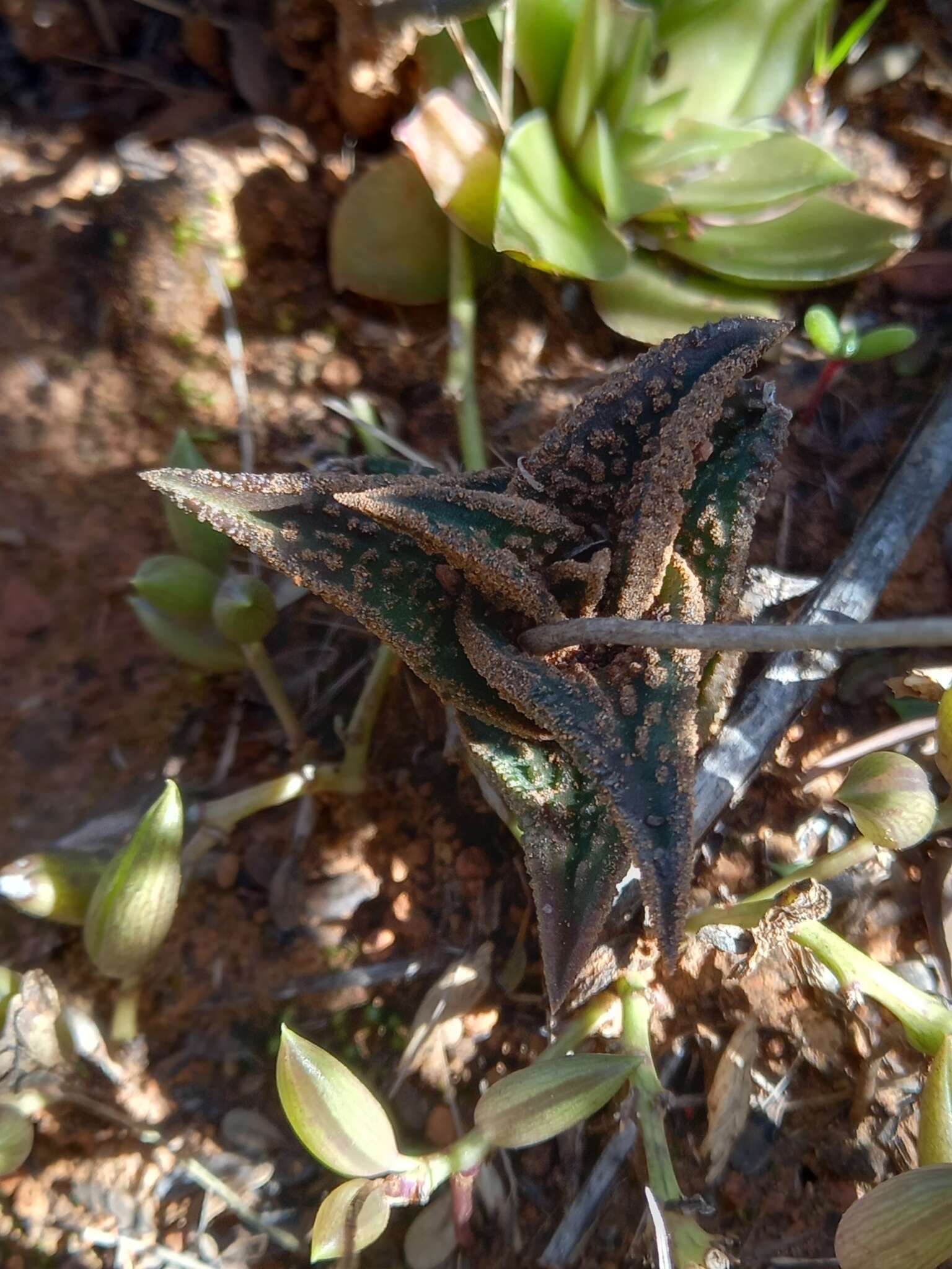 Image of Haworthiopsis nigra (Haw.) G. D. Rowley