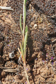 Image of whitestem blazingstar