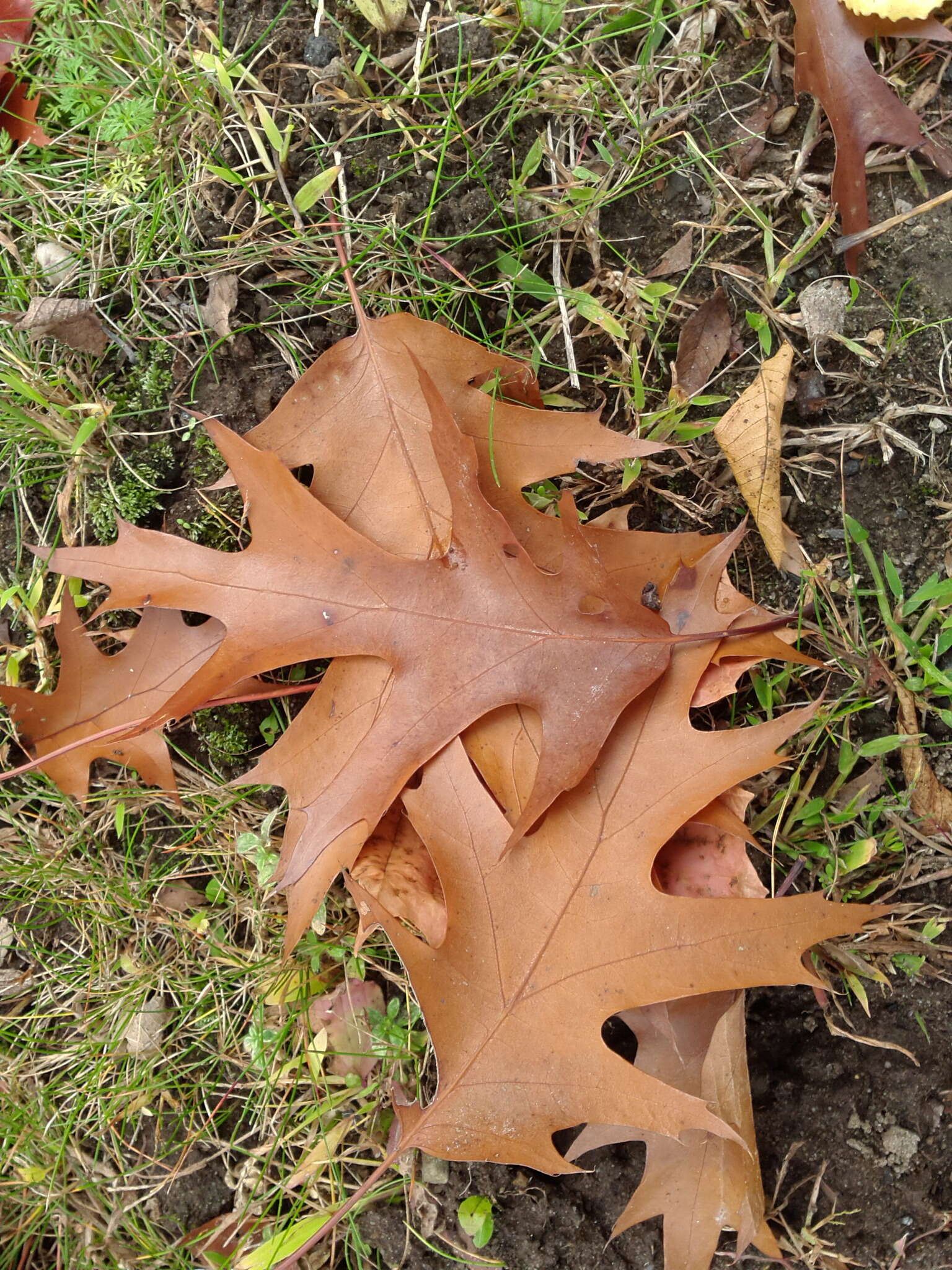 Image of Northern Red Oak