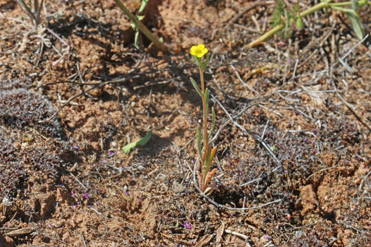 Image of whitestem blazingstar