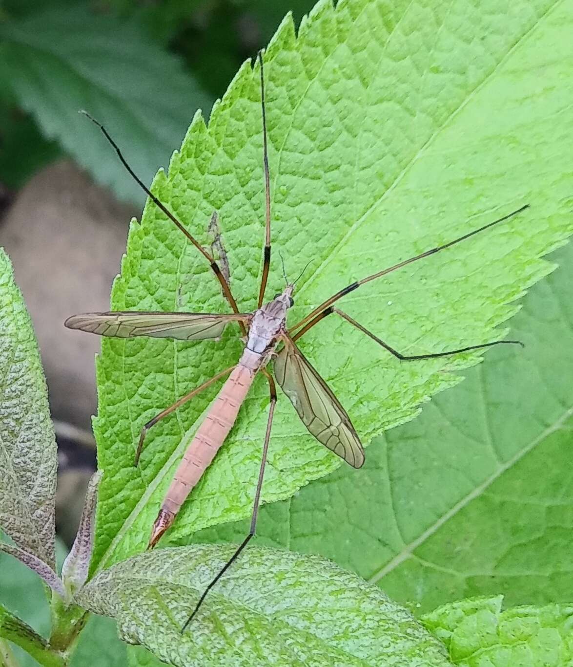 Image of Cranefly