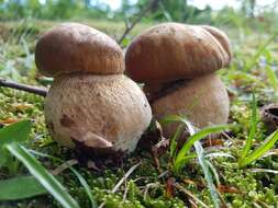 Слика од Boletus reticulatus Schaeff. 1774