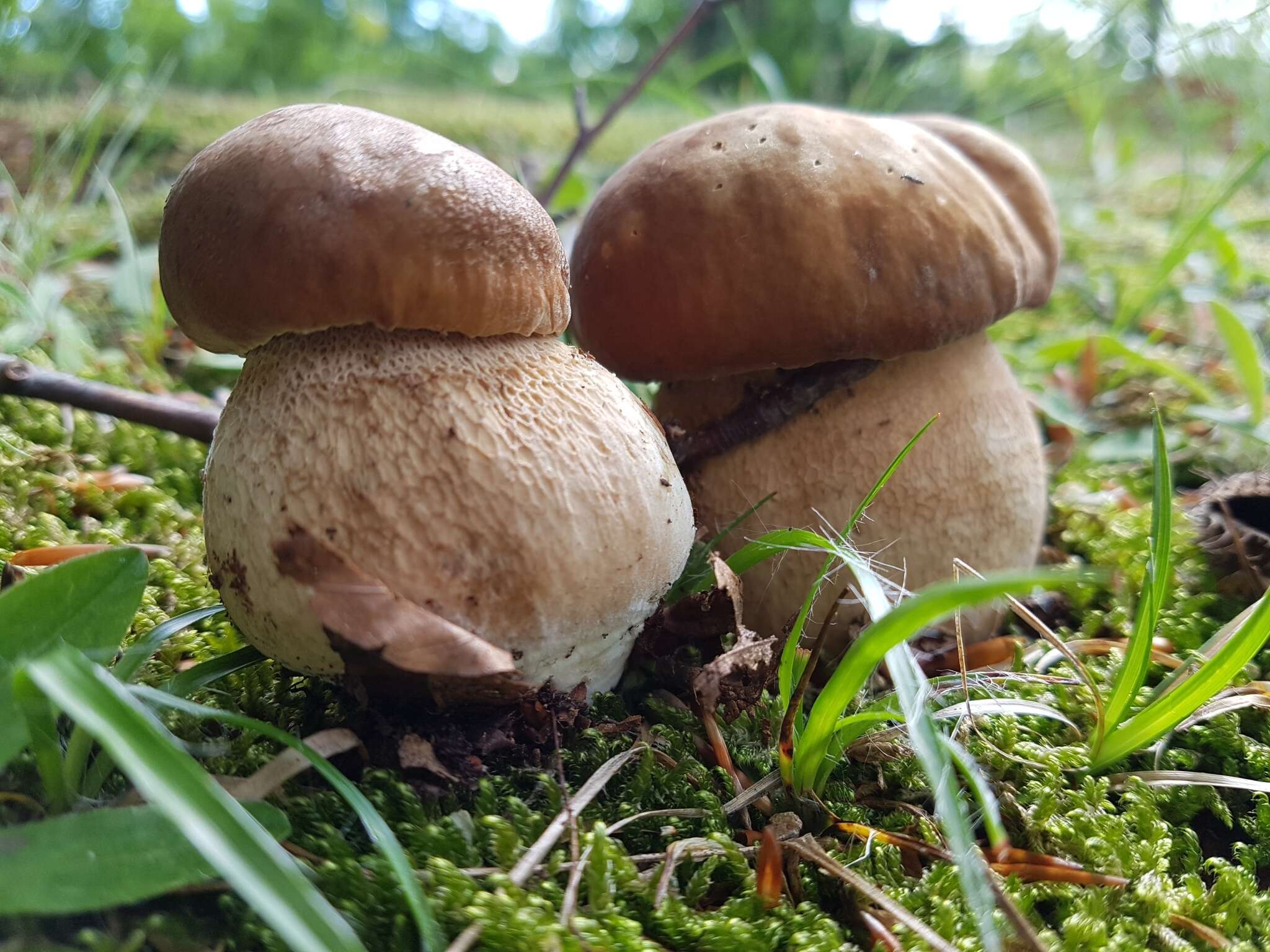 Image of summer cep