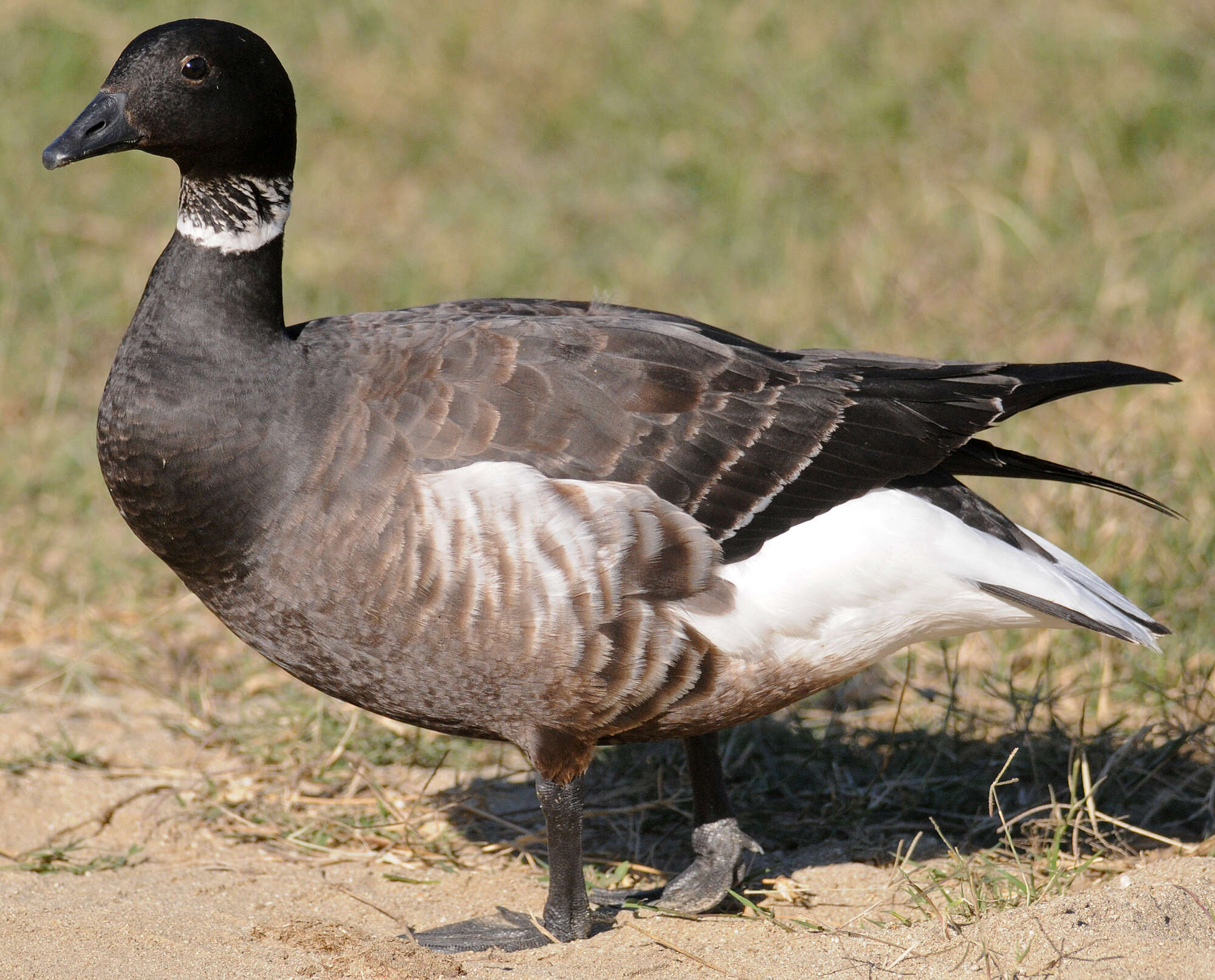 صورة Branta bernicla nigricans (Lawrence 1846)