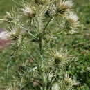 Cirsium sairamense (C. G. A. Winkl.) O. Fedtsch. & B. Fedtsch.的圖片