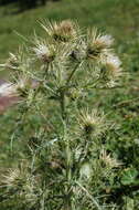 Cirsium sairamense (C. G. A. Winkl.) O. Fedtsch. & B. Fedtsch.的圖片