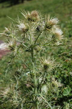 صورة Cirsium sairamense (C. G. A. Winkl.) O. Fedtsch. & B. Fedtsch.