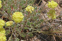 Image of cushion buckwheat