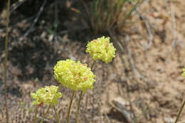 Image of cushion buckwheat