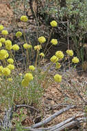 Imagem de Eriogonum fasciculatum Benth.