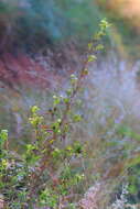 Слика од Lippia javanica (Burm. fil.) Spreng.