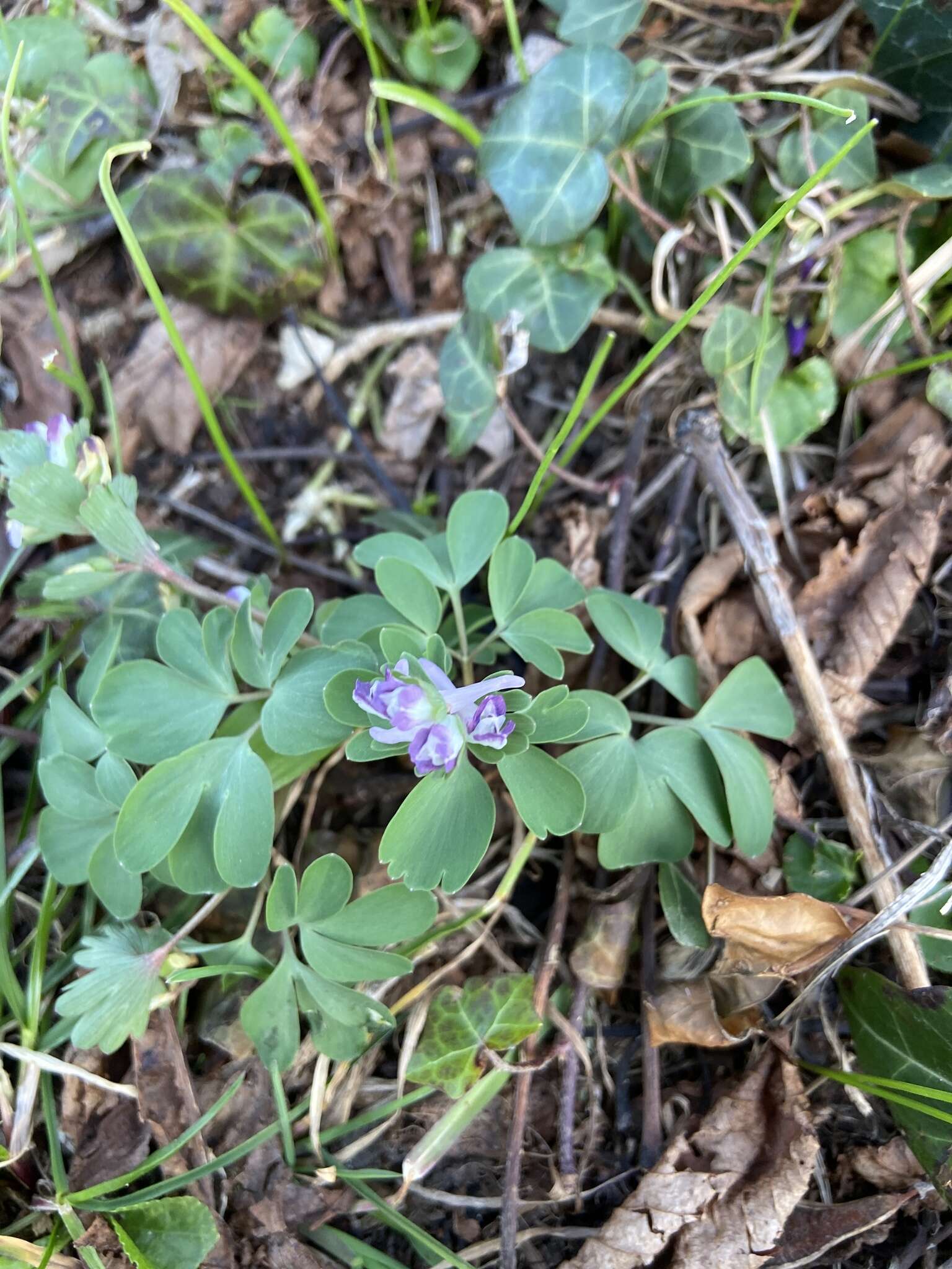 Image of Corydalis pumila (Host) Rchb.